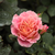 Czerwono - żółty - Róże rabatowe grandiflora - floribunda - Michelle Bedrossian